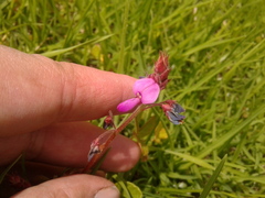Desmodium molliculum