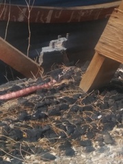 Masticophis flagellum piceus