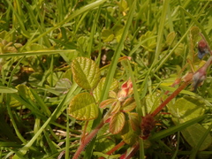 Desmodium molliculum