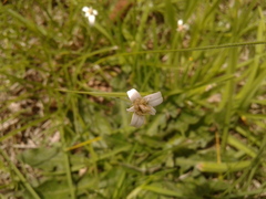 Rhynchospora blepharophora