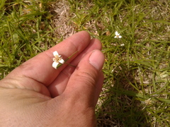 Rhynchospora blepharophora