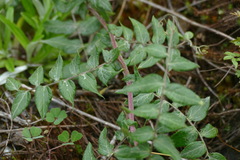 Mutisia lanata