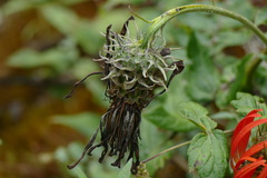 Mutisia lanata