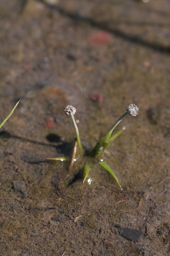 pipeworts Genus Eriocaulon iNaturalist