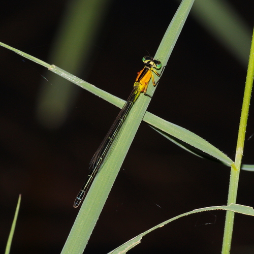 Colourful bluetail photo 4