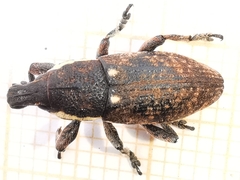 Pseudocleonus grammicus