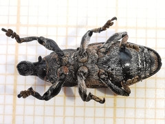 Pseudocleonus grammicus