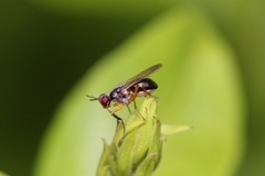 Anaphalantus longicornis