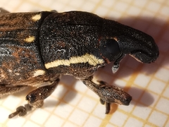 Pseudocleonus grammicus