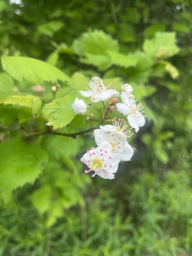 Shining-branch Hawthorn