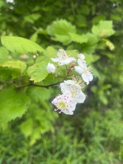 Crataegus corusca