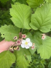 Crataegus corusca