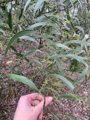 Acacia macradenia