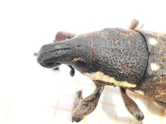 Pseudocleonus grammicus