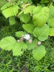 Crataegus corusca