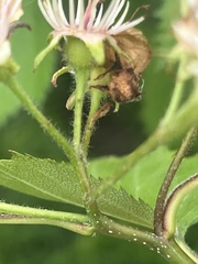 Crataegus corusca