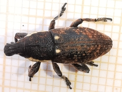Pseudocleonus grammicus