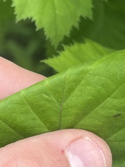 Crataegus corusca