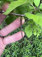 Crataegus corusca
