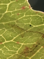 Caloptilia chrysitis