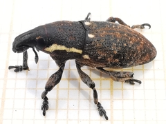 Pseudocleonus grammicus