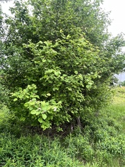 Crataegus corusca