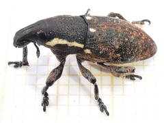 Pseudocleonus grammicus