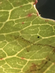Caloptilia chrysitis