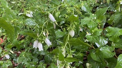 Campanula punctata punctata