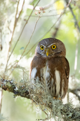 Glaucidium sanchezi