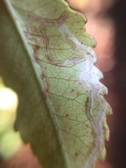 Caloptilia chrysitis