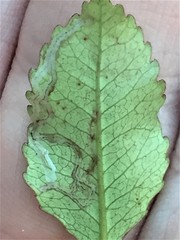 Caloptilia chrysitis