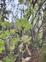 Caragana arborescens
