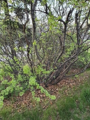 Caragana arborescens