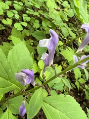 Scutellaria serrata