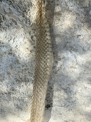 Naja kaouthia
