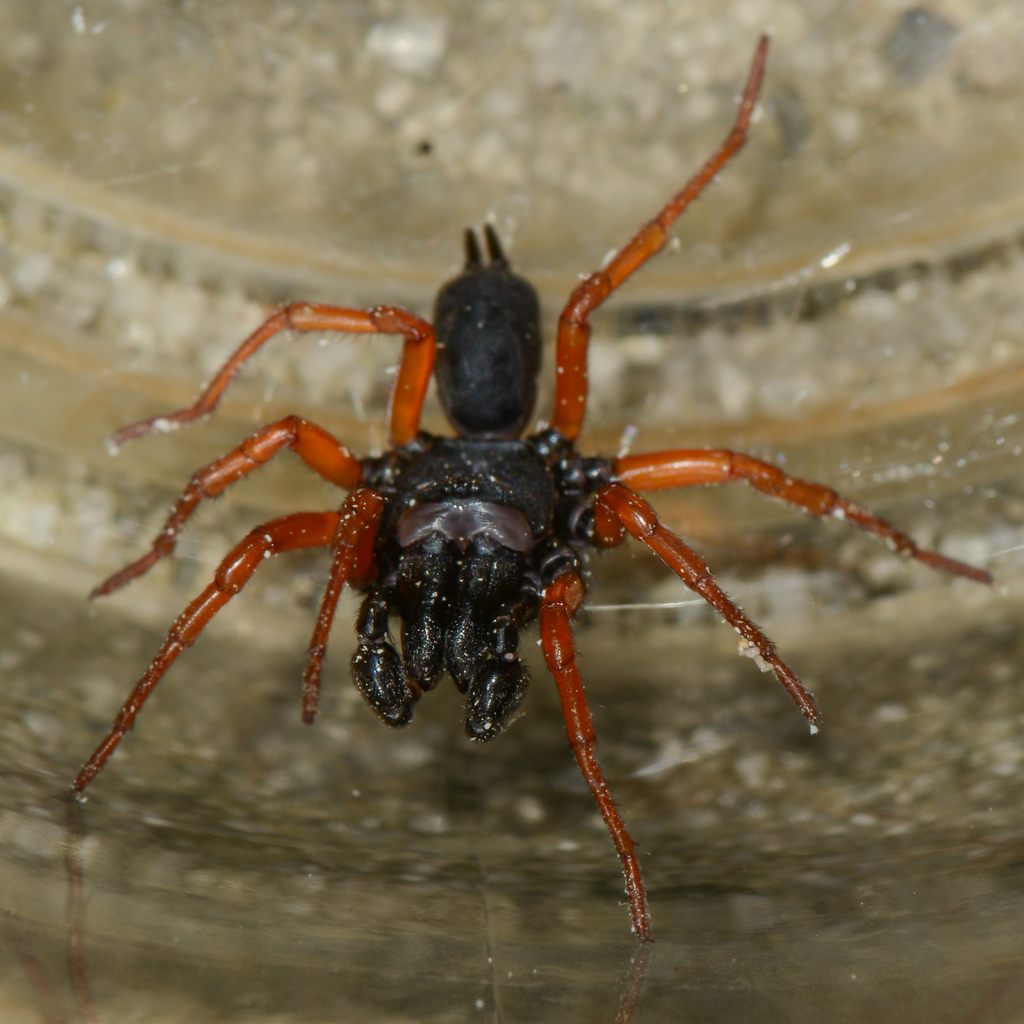 Purseweb Spiders  Missouri Department of Conservation