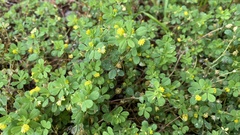 Trifolium dubium