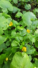 Ranunculus monophyllus