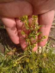 Lepidium bipinnatifidum