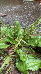 Plantago asiatica