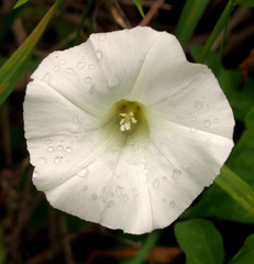Calystegia sepium