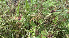 Geranium carolinianum