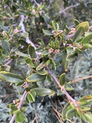 Cercocarpus ledifolius
