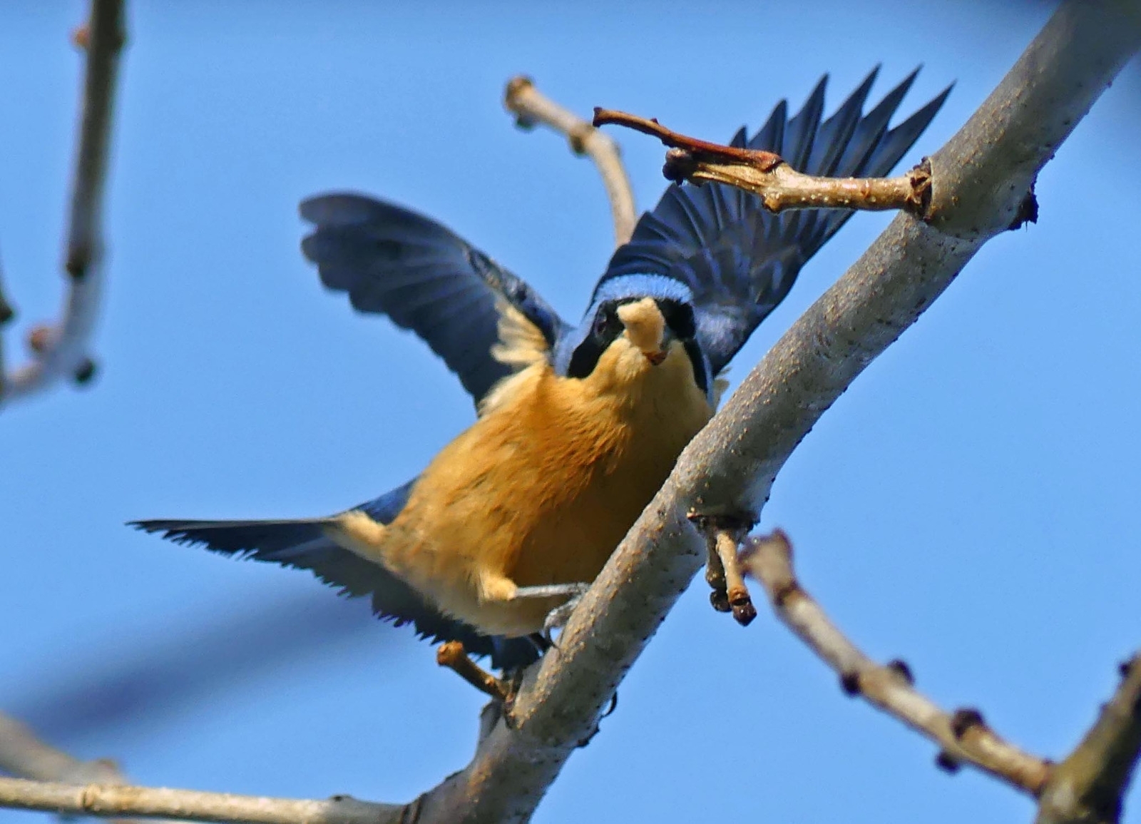 Fawn-breasted Tanager (Pipraeidea melanonota)