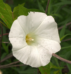 Calystegia sepium