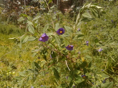 Lycianthes lycioides