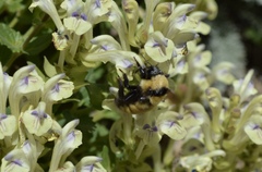 Bombus fervidus
