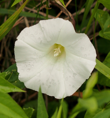 Calystegia sepium
