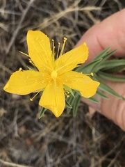 Hypericum concinnum